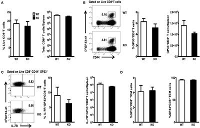 WASp Is Essential for Effector-to-Memory conversion and for Maintenance of CD8+T Cell Memory